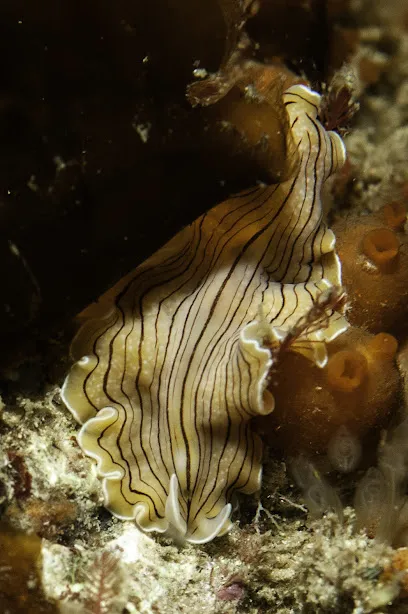 Image de Douarnenez Aqua Club